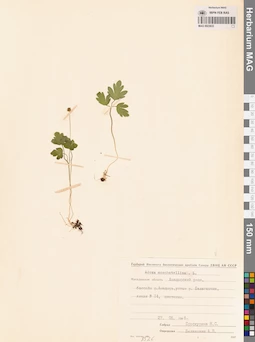 MAG 0023633