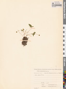 MAG 0023634