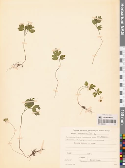 MAG 0023635