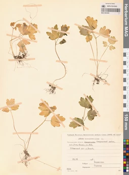 MAG 0023636