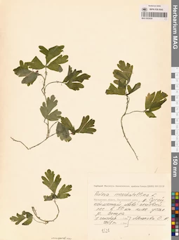 MAG 0023638