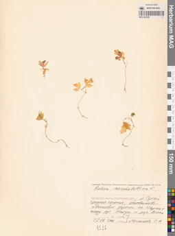 MAG 0023639