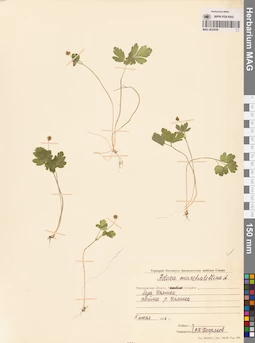 MAG 0023648