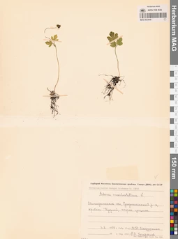 MAG 0023649