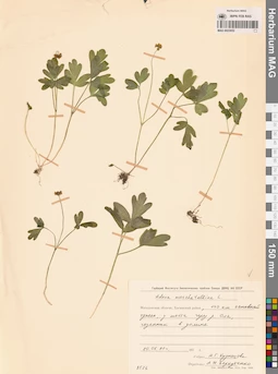 MAG 0023652