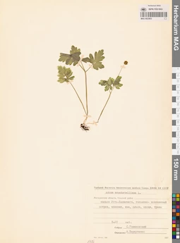 MAG 0023653
