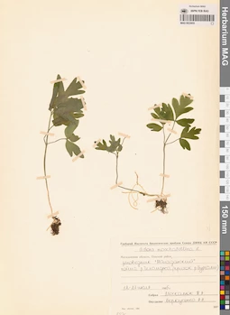 MAG 0023655