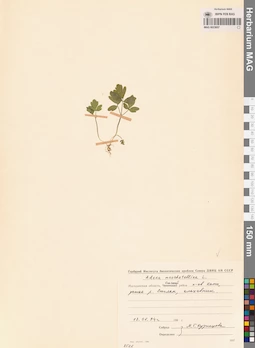 MAG 0023657