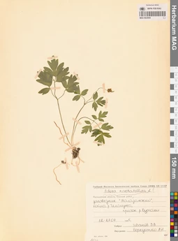 MAG 0023658