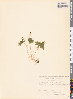 MAG 0023659