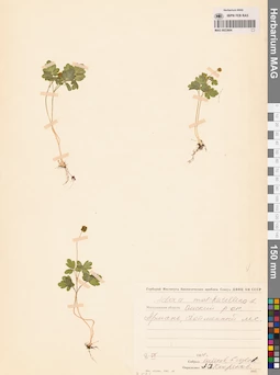 MAG 0023664