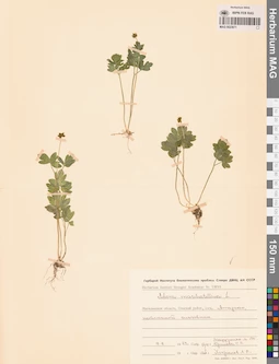 MAG 0023671