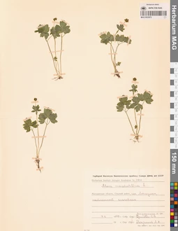MAG 0023672