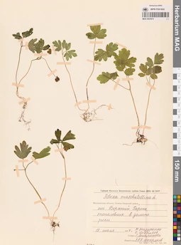 MAG 0023674