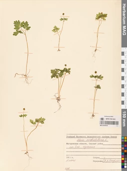 MAG 0023676