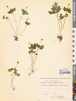 MAG 0023677