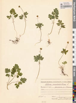 MAG 0023681