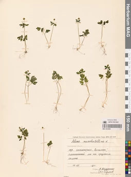 MAG 0023682
