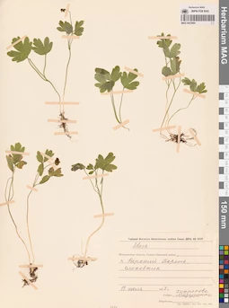 MAG 0023684