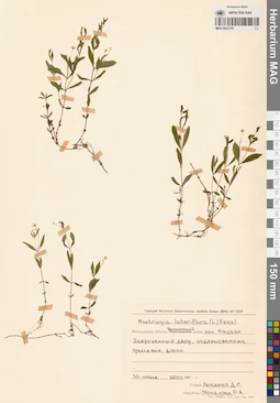 MAG 0023747
