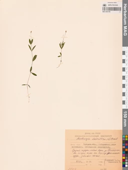 MAG 0023749
