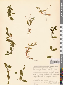 MAG 0023751