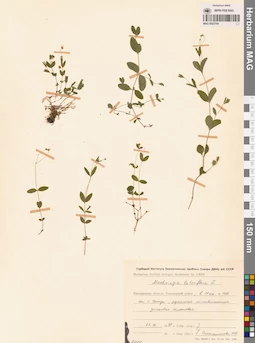 MAG 0023754