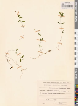 MAG 0023758