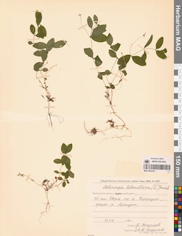 MAG 0023763