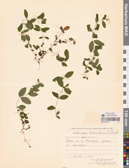 MAG 0023764