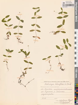 MAG 0023765
