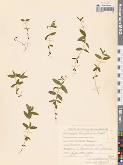 MAG 0023767