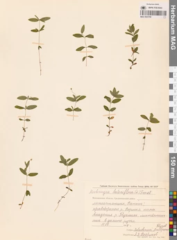 MAG 0023768