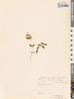MAG 0023770
