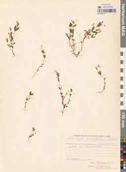 MAG 0023772