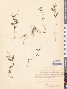 MAG 0023774