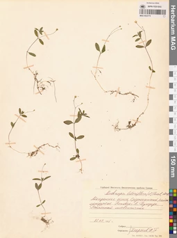 MAG 0023775