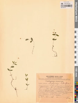 MAG 0023779