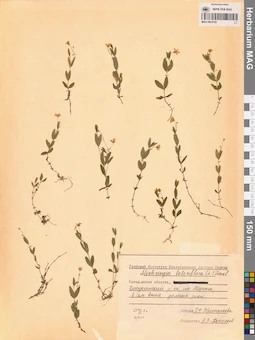 MAG 0023782