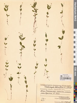 MAG 0023784
