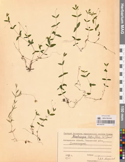 MAG 0023787