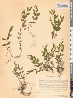 MAG 0023791