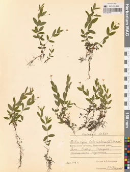 MAG 0023792