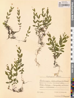MAG 0023793