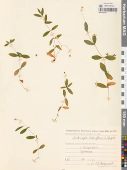 MAG 0023795