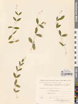 MAG 0023796