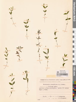 MAG 0023797