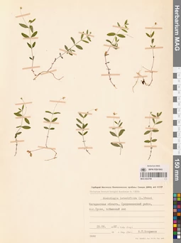 MAG 0023798