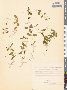 MAG 0023799