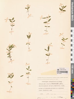 MAG 0023800